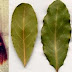 Get Rid Of Cockroaches By Placing A Few Leaves Of This Plant In Every Corner Of Your Youse!